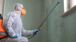 Best Mold Odor Removal Services in Long Beach, CA